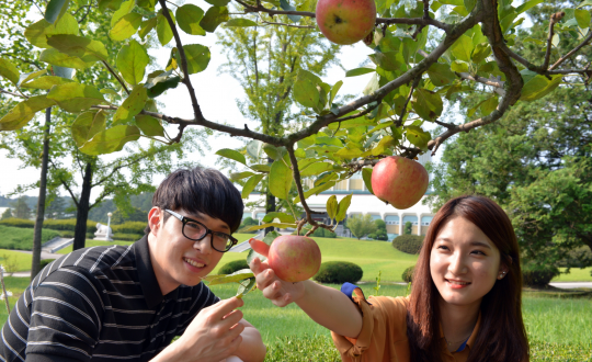 한국표준과학연구원에 있는 뉴턴의 사과나무