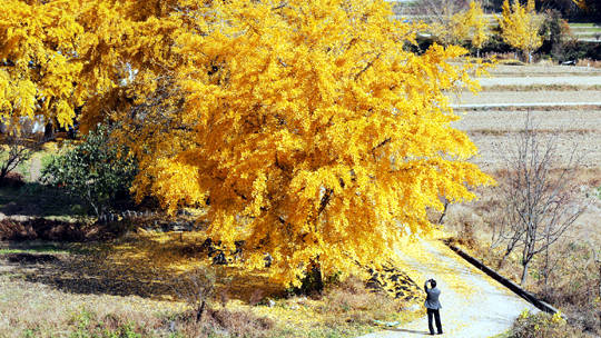 보령시 청라면 은행마을 전경.