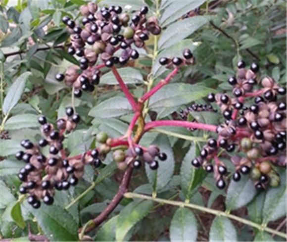 산초나무