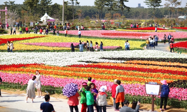 지난해 태안 튤립 꽃 축제장 모습