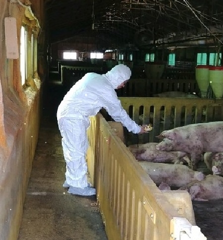 경기도 김포 돼지 농장의 구제역이 확진됨에 따라 대규모 축산단지 있는 충남도는 긴급 방역과 백신접종에 나섰다.