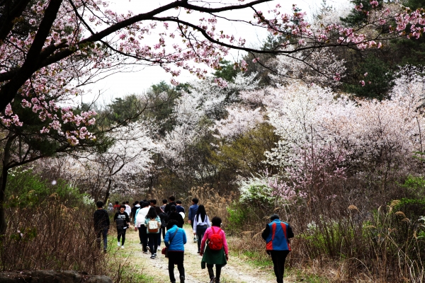비단마을 산꽃축제 걷기대회.