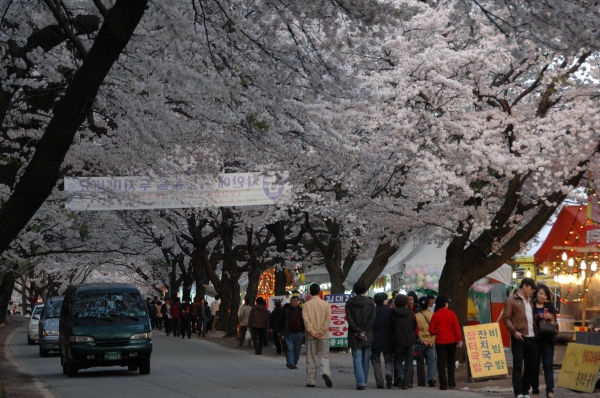공주 계룡산 동학사 벚꽃축제가 오는 6일 개막식을 시작으로 오는 15일까지 축하공연, 특별공연, 가요제 등 다채로운 프로그램이 계속된다.
