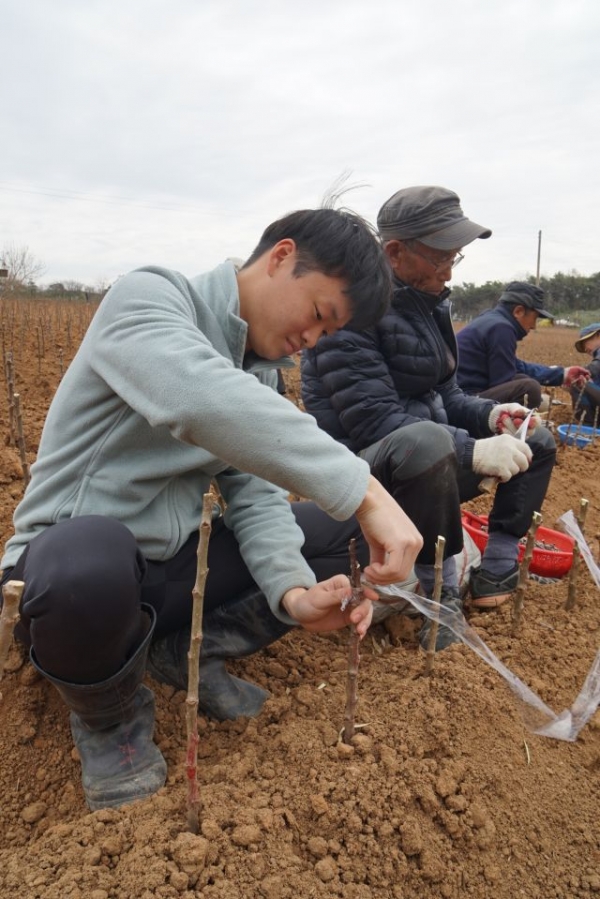 김정호 청년농업인이 시범사업장에서 미니사과를 대목에 접목하고 있다.
