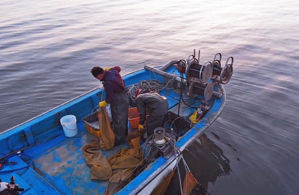 당진 장고항 바다에서 한 어부가 실치그물을 들어올리는 장면