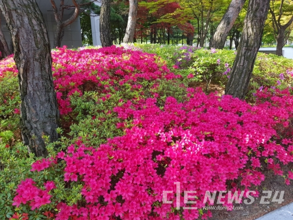 따뜻한 남서풍이 불며 기온을 끌어올려 오늘(20일)낮 최고기온이 26도까지 올라가겠다. 대전 시의회 앞 정원에 철쭉꽃이 만개했다.