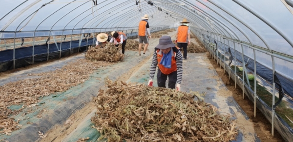 조소행 본부장과 충남농협 임직원들이 수해복구 현장에서 농작물 제거 작업을 하고 있다.