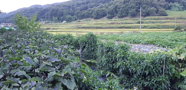 식당 앞에 있는 밭에는 많은 농작물이 심어져 있다.
