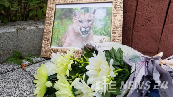 20일 오전 대전동물원 입구에 시민들이 사살된 퓨마(뽀롱이) 사진액자와 추모 내용이 담긴 포스트잇을 붙였다.