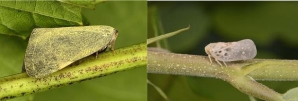 사진=갈색날개매미충(왼쪽), 미국선녀벌레(오른쪽)