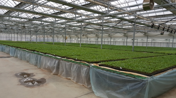 19일 청양군농업기술센터가 고품질 명품 청양고추를 생산하기 위해 육묘 후기관리와 본밭 관리 현장지도에 적극 나서고 있다.