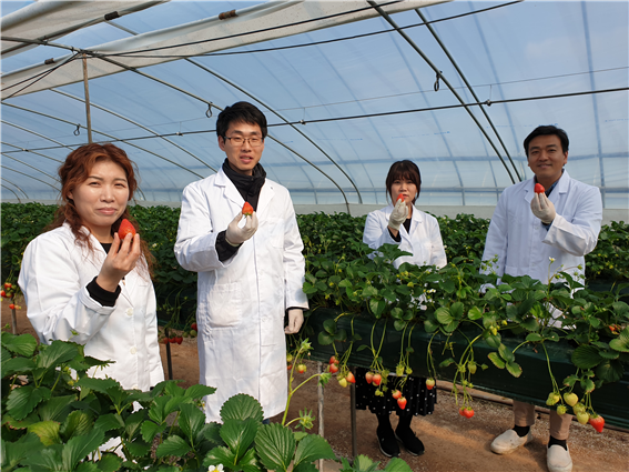 논산시농업기술센터(소장 장익희)가 관내에서 생산되는 딸기에 대한 과학적 분석시스템을 통한 검사를 실시, 안전성을 입증 받았다.(사진=논산시 제공)
