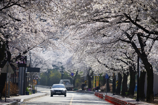 공주 ‘계룡산 벚꽃축제’가 오는 4월 5일 개막해 14일까지 열흘 동안 동학사 일원에서 펼쳐진다.