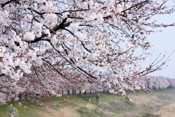 4,5월 세종시에 봄꽃축제가 다채롭게 열린다. 사진은 지난해 '조치원 봄꽃축제' 장면.
