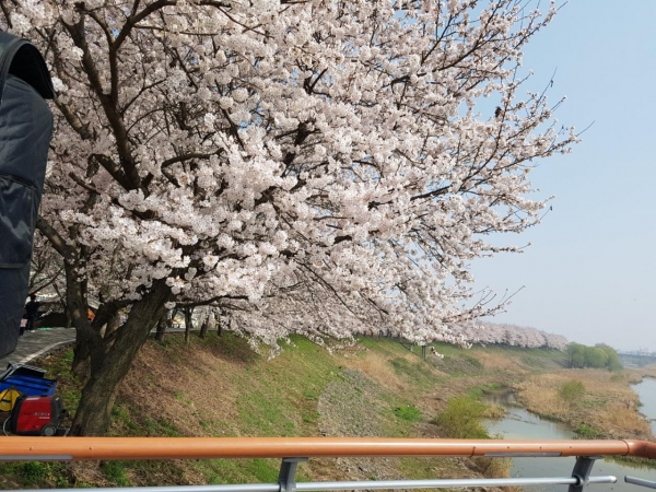 조치원 봄꽃축제가 4월 6일부터 7일까지 이틀간 조치원역과 중심가로, 조천변 일원에서‘청춘만발–조치원의 봄, 문화의 꽃을 피우다’를 주제로 성대하게 열린다.