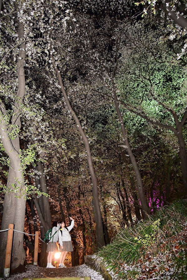 야간 테미공원 벚꽃구경에 나선 시민 모습