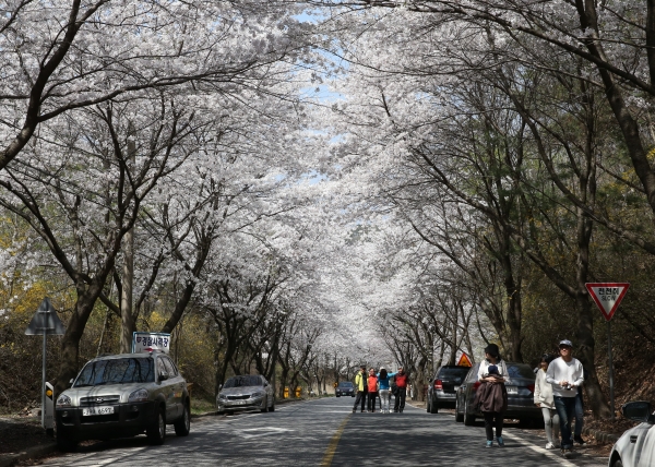 한국의 아름다운 길 100선에 선정된 청양군 대치면 장곡사 벚꽃길.
