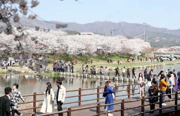 서산시 해미천 벚꽃 축제장 모습