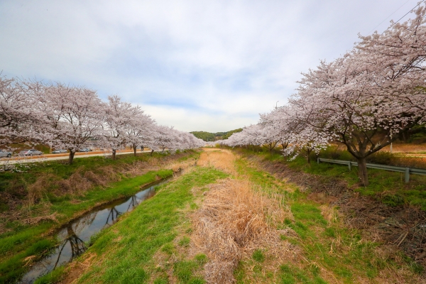최근 만개한 당진천 벚꽃 길