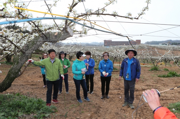천안시의회는 18일 성환읍 율금리 배 재배 농가를 방문해 배꽃 인공수분 봉사활동을 실시했다.
