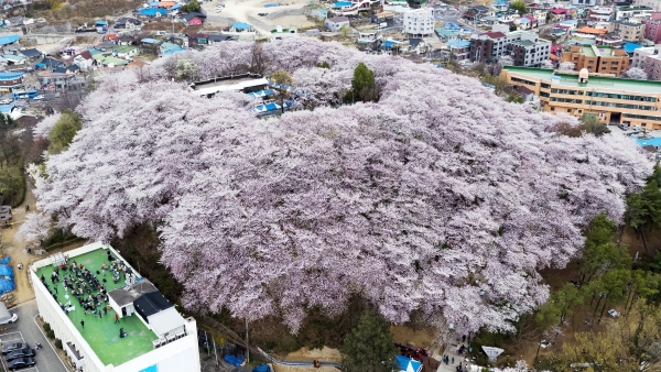 벚꽃이 만개한 테미공원 주간모습