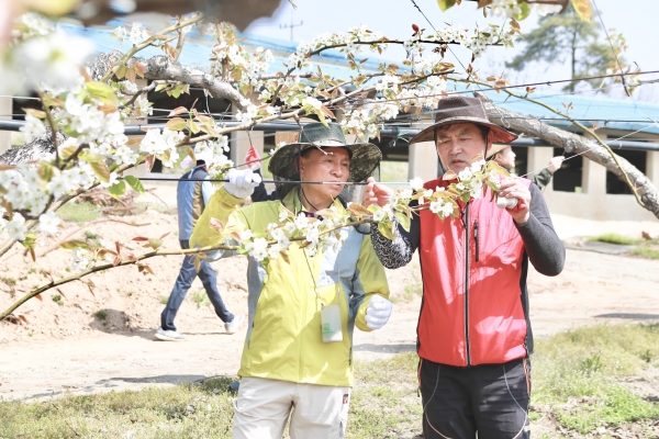 구본영 천안시장(왼쪽)이 22일 성환읍 배 농가를 찾아 인공수분 일손돕기에 나섰다.