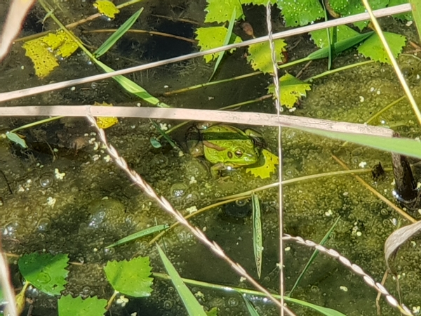 세종시 장남 평야에서 촬영된 금개구리