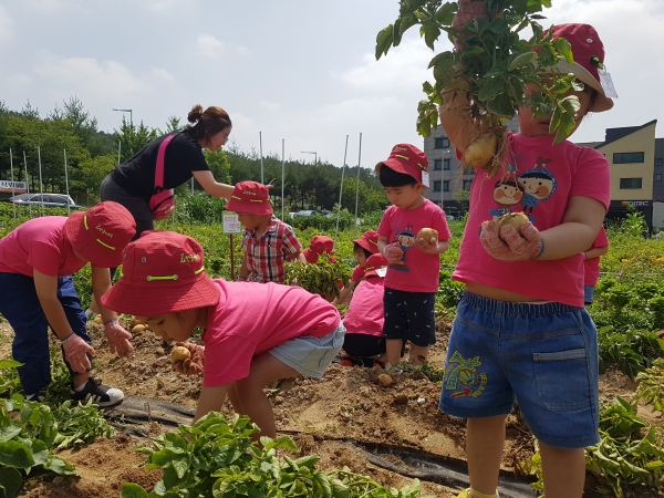 유성구가 지난 21일 복용동 일원에서 3회차 어린이 도시텃밭학교를 개최한 가운데 어린이들이 지난 4월 심은 감자를 수확하고 있다.