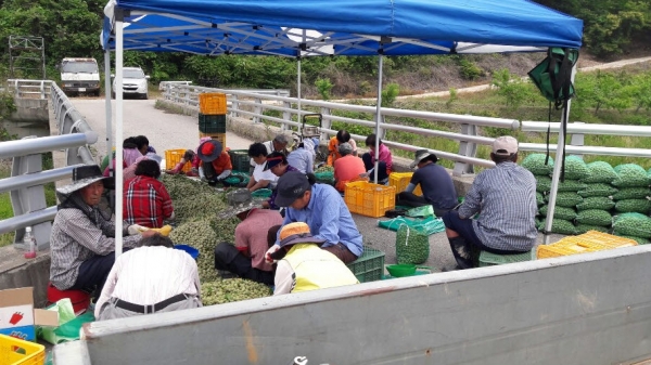 ‘꽃뫼마을’로 불리는 청양군 장평면 화산1리 주민들이 최그 2013년에 심은 개복숭아를 수확하고 있다.