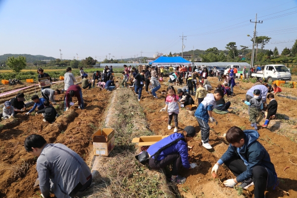 2018년 당진해나루 황토고구마축제 고구마 수확체험 모습