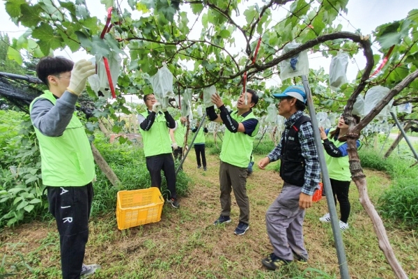 농협천안시지부는 3일 직산읍 삼은리 포도농가를 방문해 포도수확 일손돕기 봉사활동에 나섰다.