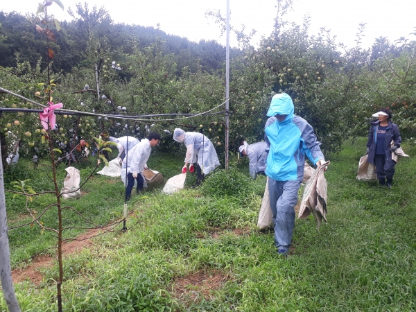 서천군은 지난 9일 제13호 태풍 ‘링링’으로 사과 낙과 피해를 당한 농가를 찾아 복구 일손 돕기에 나서고 있다.
