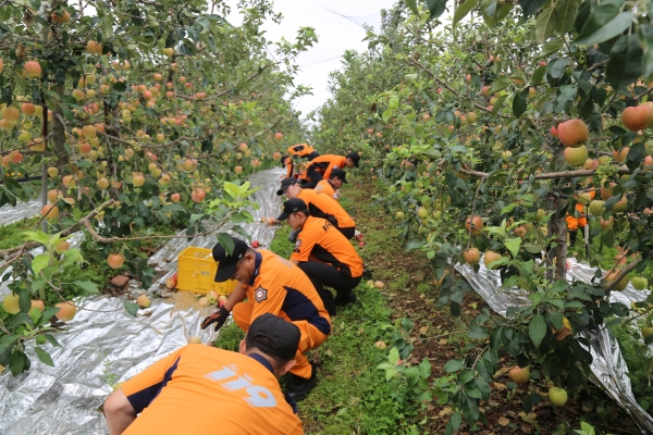 당진소방서 직원들이 태풍 피해복구의 일환으로 과수농가 낙과를 수거하는 장면