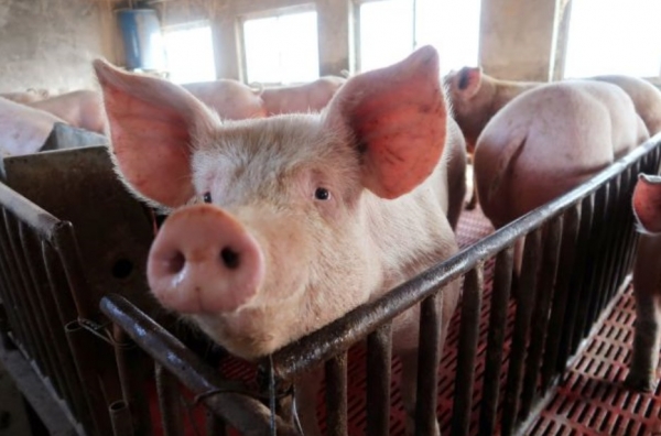 세종시가 최근 파주와 연천 소재 양돈농장에서 아프리카 돼지열병(ASF)이 발병함에 따라 돼지열병 유입을 차단하기 위해 '심각단계'로 긴급 방역대책을 세워 추진하고 있다