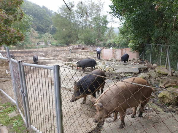 10일 공주시가 아프리카 돼지열병(ASF)에 선제적 대응을 위해 소규모 농가에서 키우는 돼지를 모두 살처분하기로 했다.