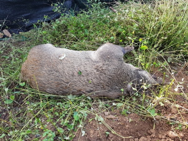 충남 천안에서 야생멧돼지 폐사체가 잇따라 발견돼 방역당국이 아프리카돼지열병(ASF)감염 여부를 조사에 나섰다.