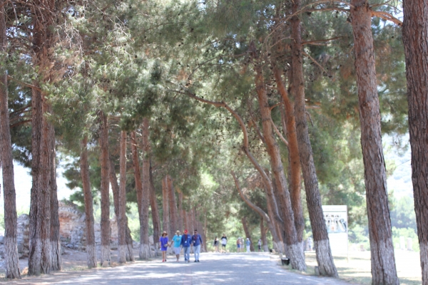 1-1. 에페소 유적 소나무숲