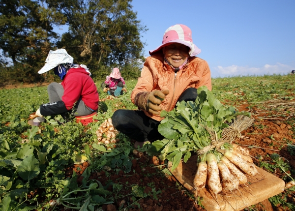 태안읍 장산리, 송암리 농가들이 총각무를 수확하고 있다