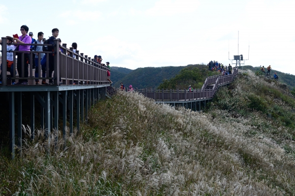 억새풀로 장관인  오서산에서 산행을 즐기고 있는 등반객들.