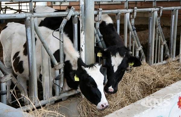 세종시 보건환경연구원 동물위생시험소가 소비자에게 고품질 우유를 공급하기 위해 관내 낙농가를 대상으로 원유검사와 현장지도를 강화하기로 했다.