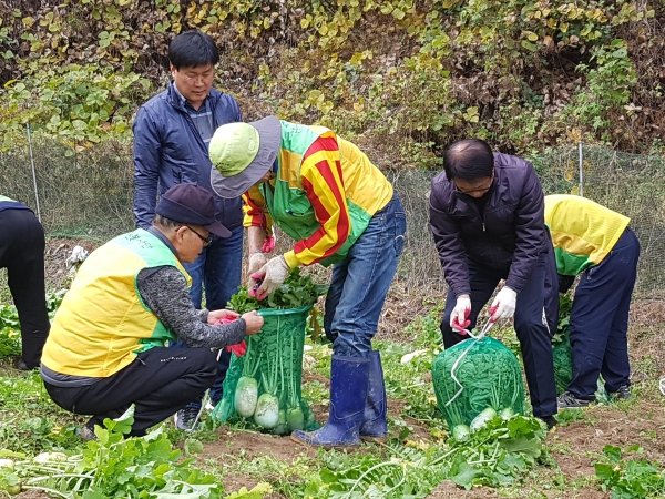 대전나눔텃밭상록봉사단이 12일 공단 텃밭(갈마동 소재)에서 지역 내 복지시설에 전달할 ‘무’를 직접 수확하고 있다.