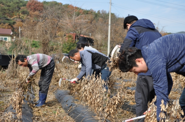 21일 충남도립대 교직원들이 청양군 비봉면 강정리 박태수 씨 농가에서 콩 수확 작업 등 봉사활동을 펼치고 있다.
