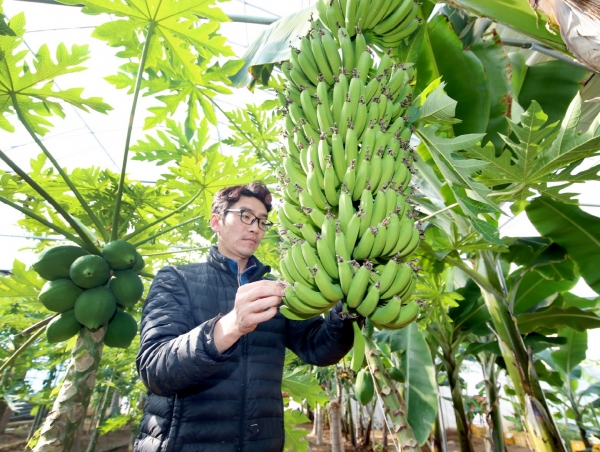 태안군 안면읍 오행팜 농장 이용권 대표가 농장에서 바나나를 살펴보고 있다