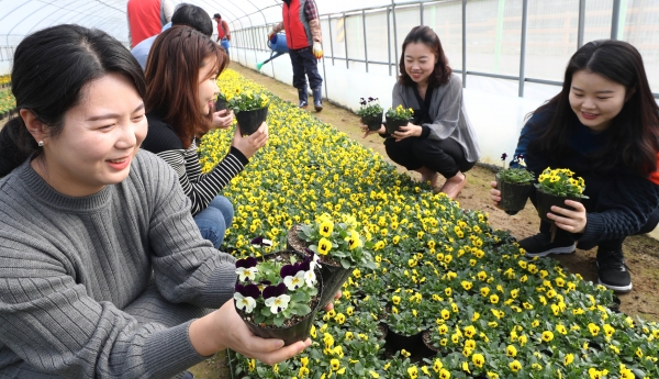 동구청 직원들의 봄꽃 분양 준비 모습