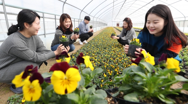 동구청 직원들의 봄꽃 분양 준비 모습