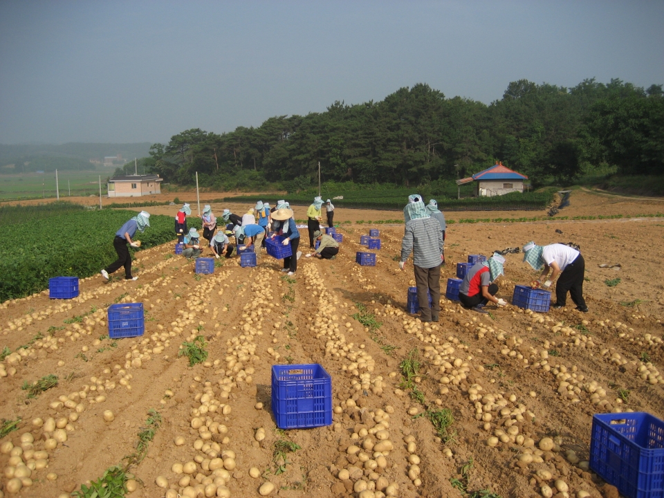 지난해 감자 재배농가 수확 장면(사진=당진시제공)