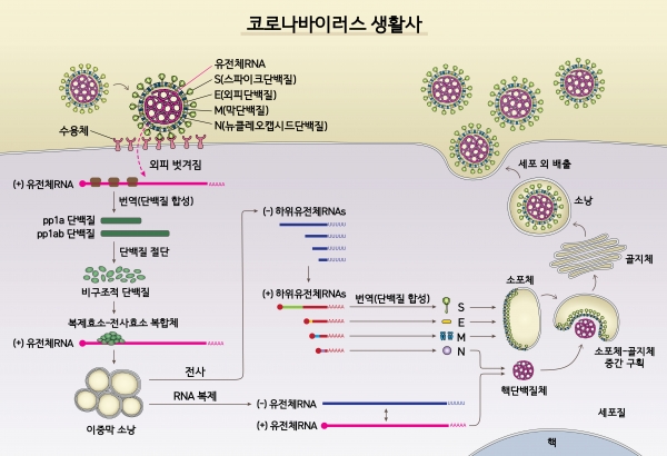 [그림1] 사스코로나바이러스-2의 생활사. IBS 제공.