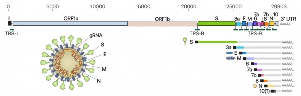 [그림2] 사스코로나바이러스-2의 유전체RNA 및 하위유전체RNA 구성, 바이러스 입자 구조의 모식도. IBS 제공.