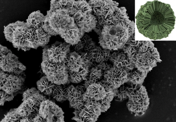 한국원자력연구원이 방사성 세슘을 제거하는 겹꽃 모양의 흡착제를 새로 개발했다.