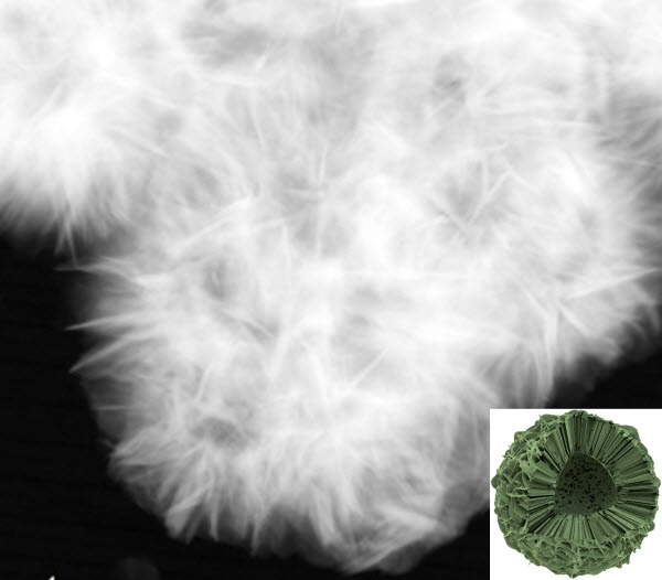 한국원자력연구원이 방사성 세슘을 제거하는 겹꽃 모양의 흡착제를 새로 개발했다.
